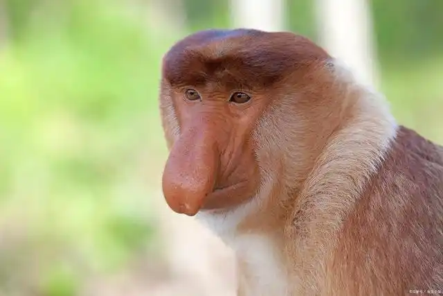 在一个夏天的晚上,它的鼻子突然动了起来."我知道有人在偷听我们说话.