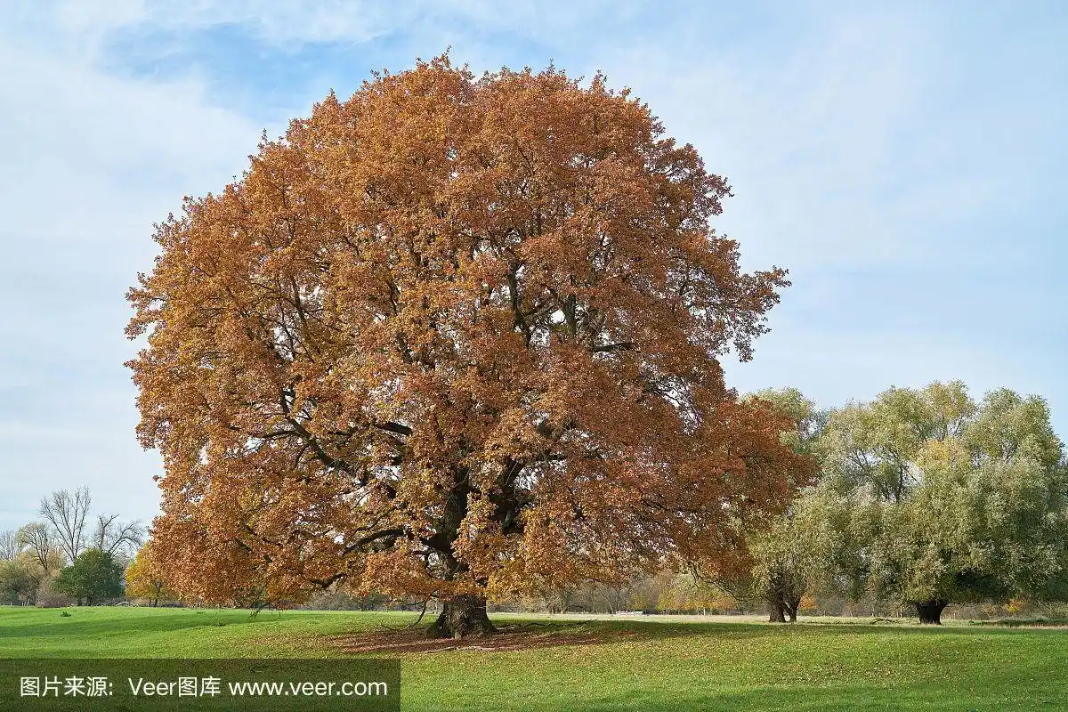 草地上的一种古老的英国橡树(栎属)
