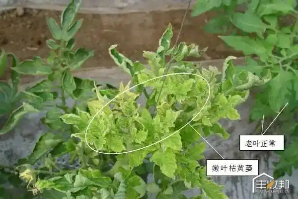 帮农技|作物缺素高清图谱(经典收藏)