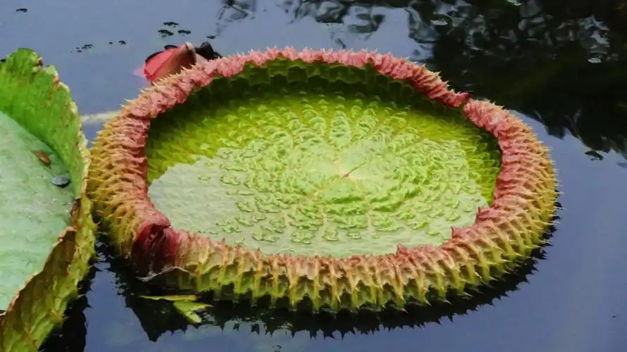 明湖王莲观赏记(副本)