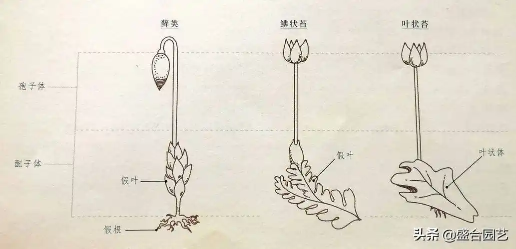 苔藓植物有哪些常见的10种裸子植物