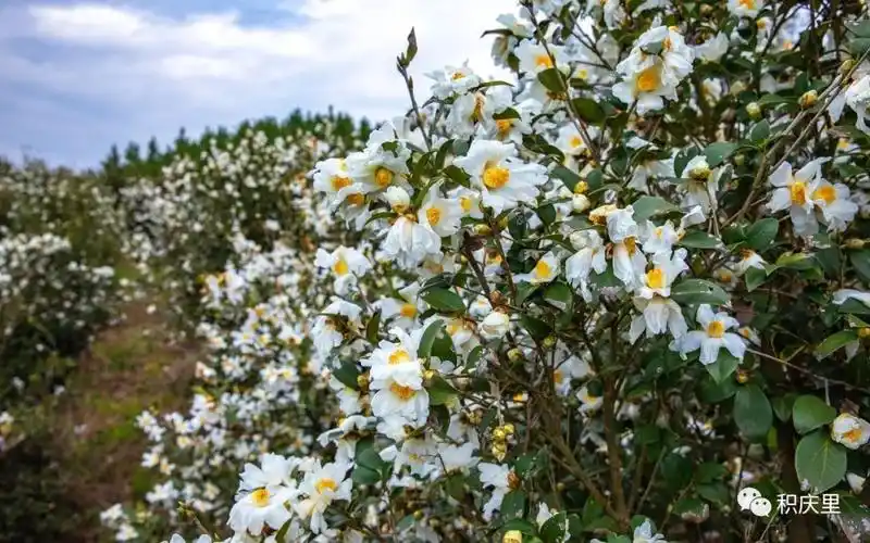 又到了油茶花盛开的季节了