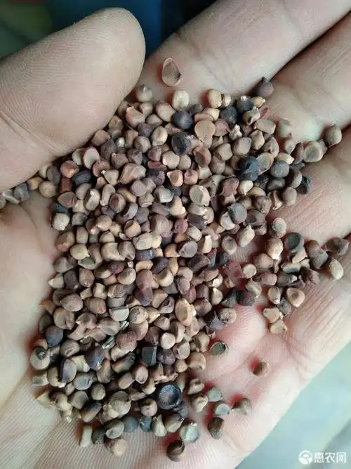 [马蹄莲批发]马蹄莲 马莲籽价格15元/斤 - 惠农网