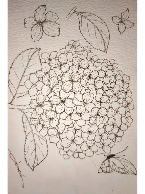 绣球花钢笔淡彩