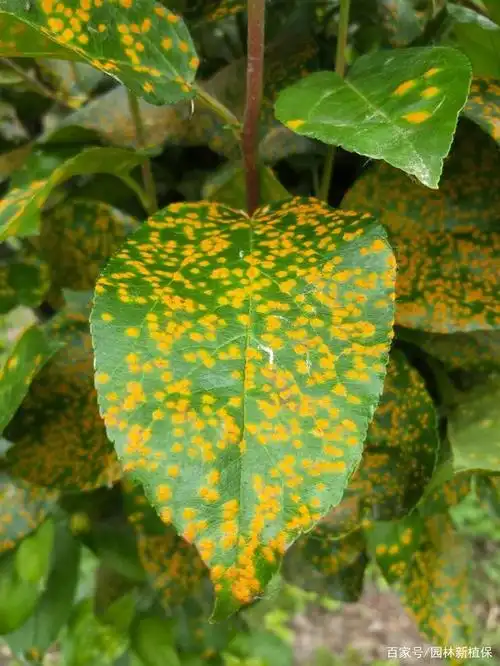 植物锈病如何高效防治,三点关键要记牢!