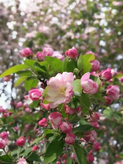 其它 一地阳光 一树海棠 写美篇花开时节,一地阳光,一树海棠.