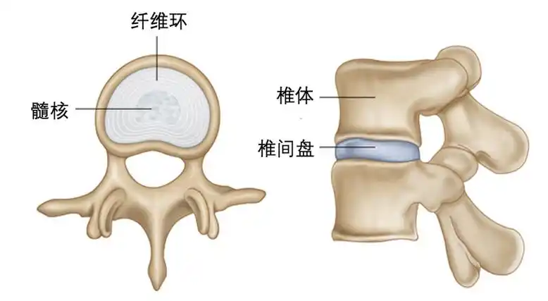 了解下脊柱的基本构造,它是由一节一节的椎体和椎体之间的椎间盘构成