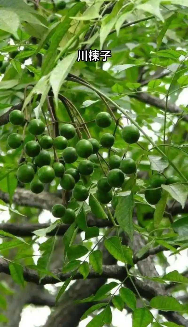 药材鉴别.川楝子 #一日一植物 #植物科普 #药用植物 #每 - 抖音
