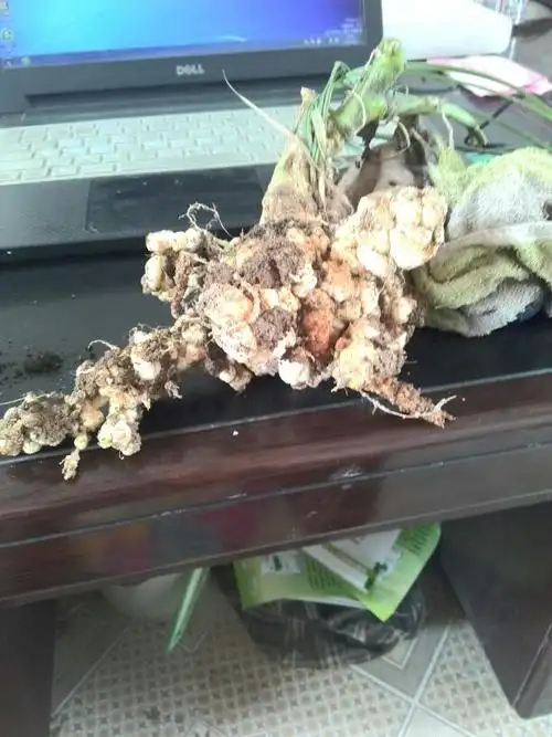 专家您好,这西瓜根系是啥病害,怎么防治?谢谢专家!敬请解答.