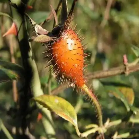外用适量,种子压汁外涂.药用部位豆科骆驼刺属植物骆驼刺的分泌糖