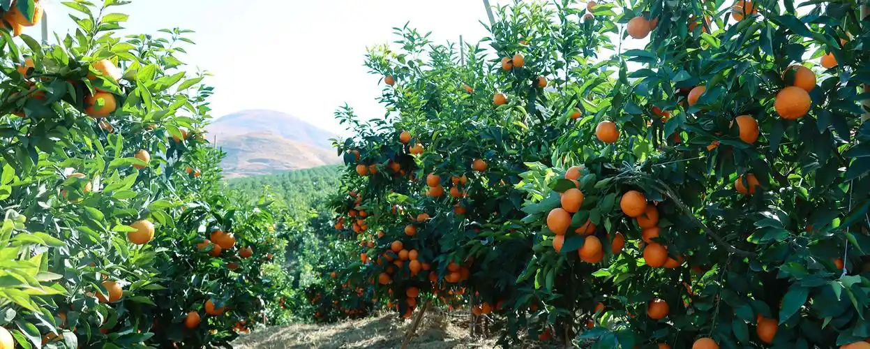 万亩沃柑基地