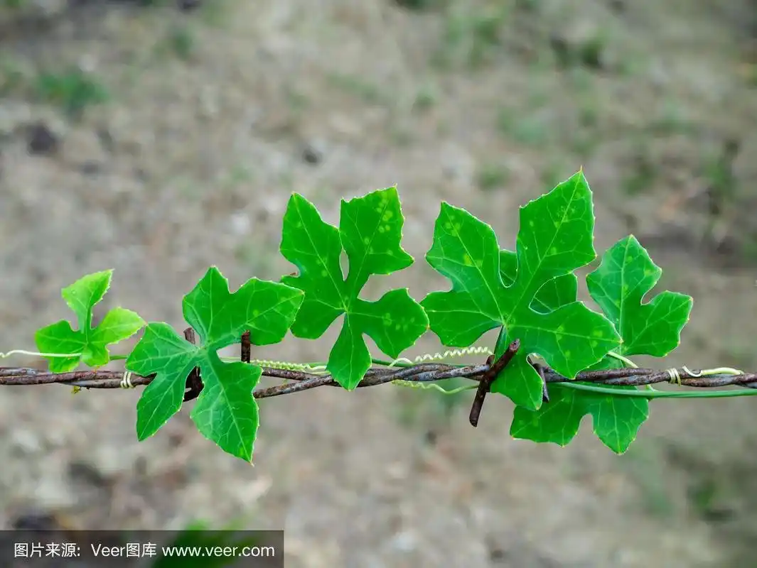 有刺铁丝网上的常青藤葫芦叶