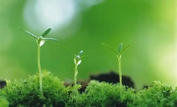 就连墙角的一株不起眼的小草,也能带给我们希望------是唯美啊,阳光是
