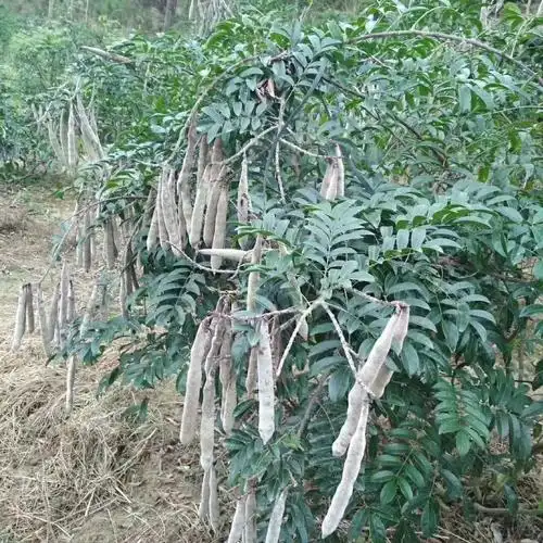 高产量牛大力苗