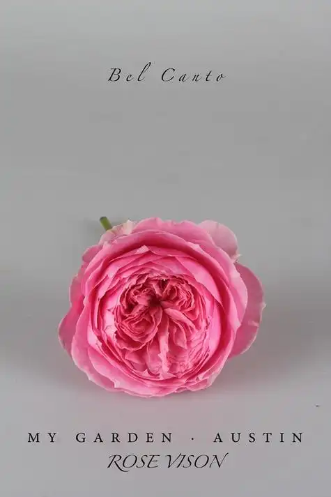 美声唱法 意大利文:bel canto