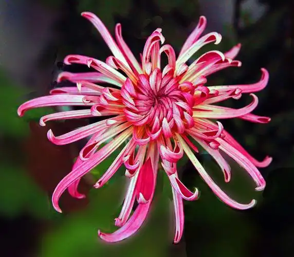 八十种美丽的菊花