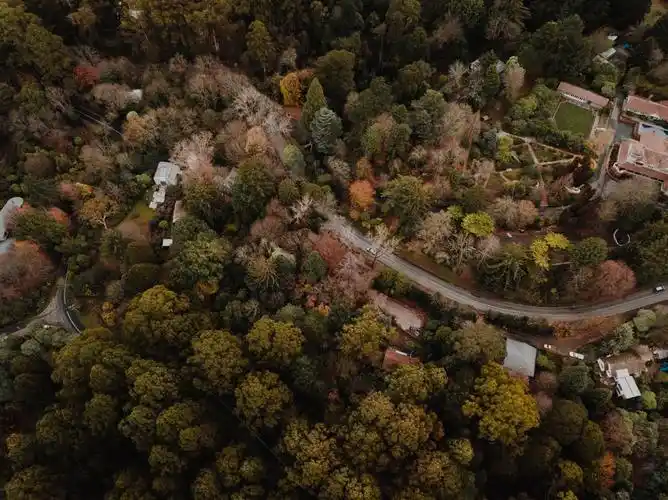 唯美小清新森林鸟瞰俯视图片