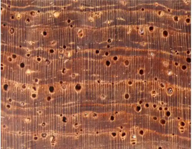 四种标称"缅甸花梨"的木材构造特征与鉴别