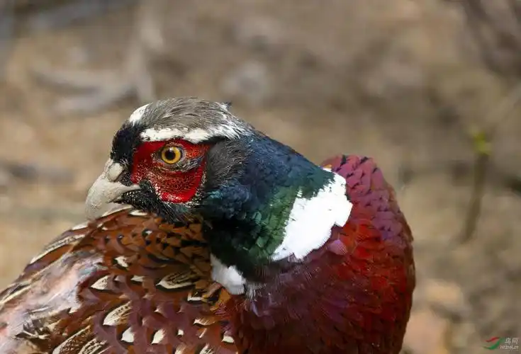 七彩山鸡俗称野鸡又称雉鸡因其毛七彩斑斓故名为七彩山鸡是集肉用观赏