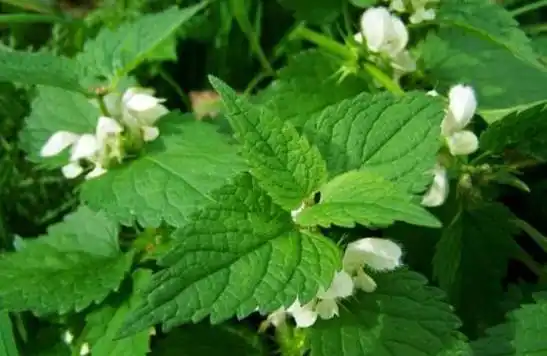 农村有这样一种植物被称为是百草之王常被用来治疗风湿病