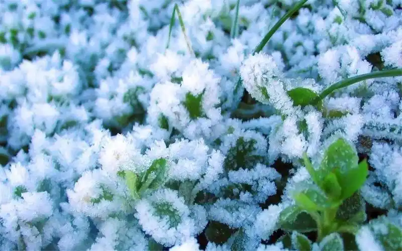 冬天植物的防寒防冻速效5方法