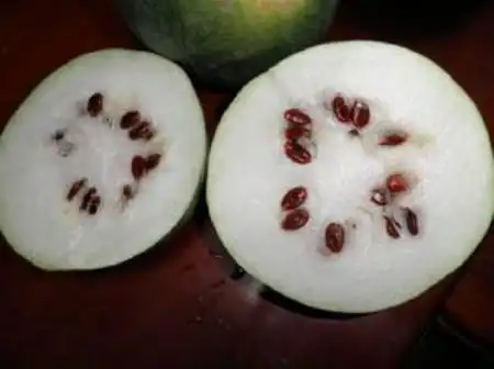 红瓜子是什么瓜的子 市场上的红瓜子都从它"肚子"里来,吃它粘喜气,有