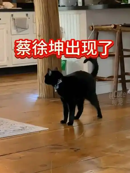 蔡徐坤金发#|#蔡徐坤ins#    此刻你猫咪的精神状态@蔡徐坤    坤的