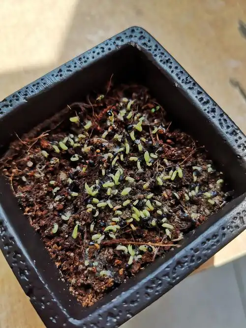 火龙果发芽记 - 此生逍遥 - 图虫