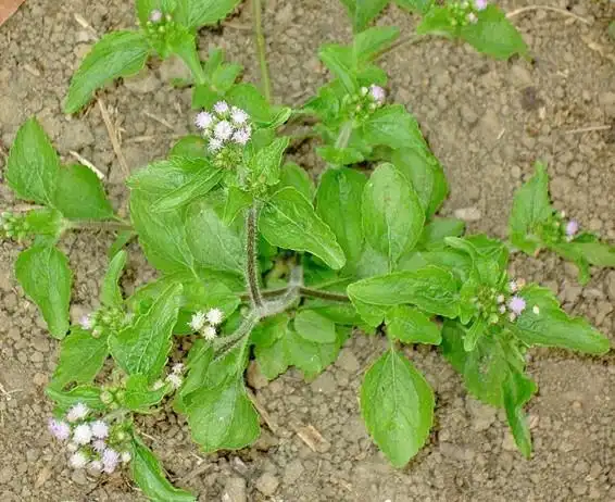 白花臭草的图片