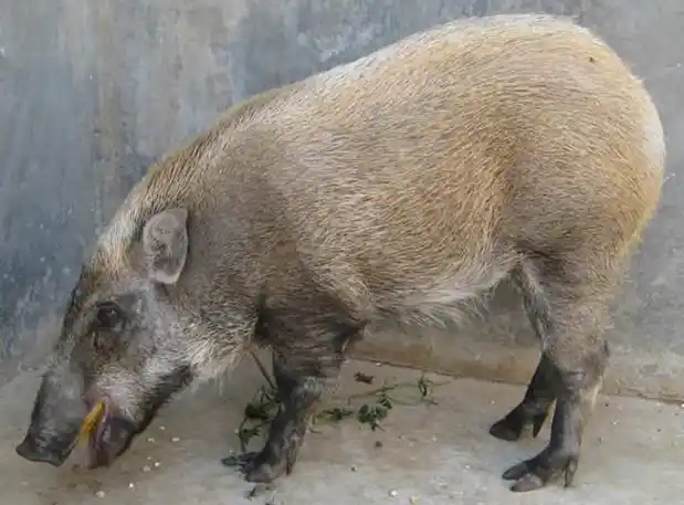 南开区湖北二代野猪幼苗价格欢迎实地考察