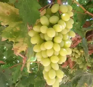 新疆特产 大颗粒无核葡萄 白提