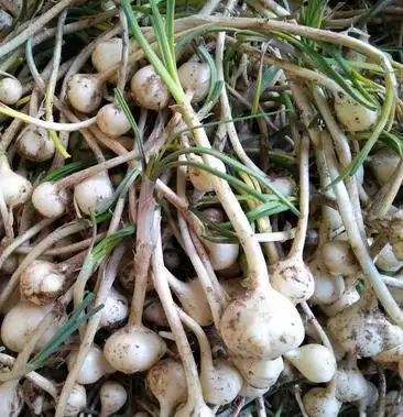 现挖野生小头蒜新鲜陕西野蒜小根蒜山蒜大脑瓜纯野生一件代发