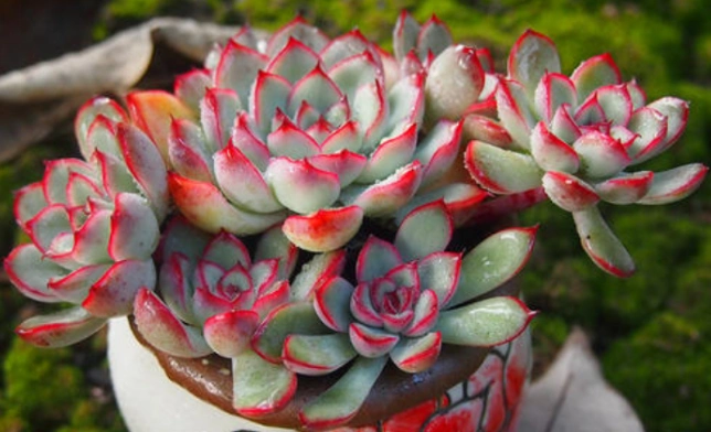 多注意这3方面养多肉花月夜特别容易养成老桩