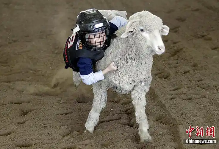 美休斯敦举行儿童骑绵羊比赛