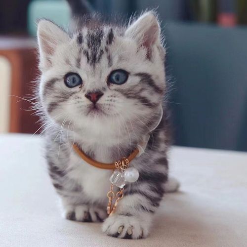 美短虎斑猫幼崽银宠物小猫活物猫咪加白起司白色幼猫纯种蓝猫梨花