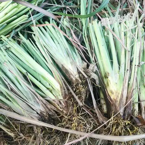 泰国冬阴功香茅苗绿色植物绿植花卉 香茅草种苗 食用柠檬草可盆栽 -