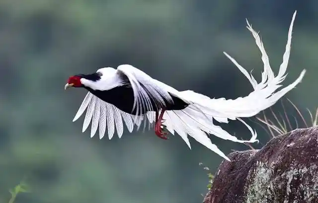 因3只"寒鸡"1只"野鸡",他获刑三年,还要罚款及赔偿共3万~|保护生态