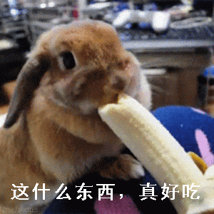 搞笑兔子动图表情包