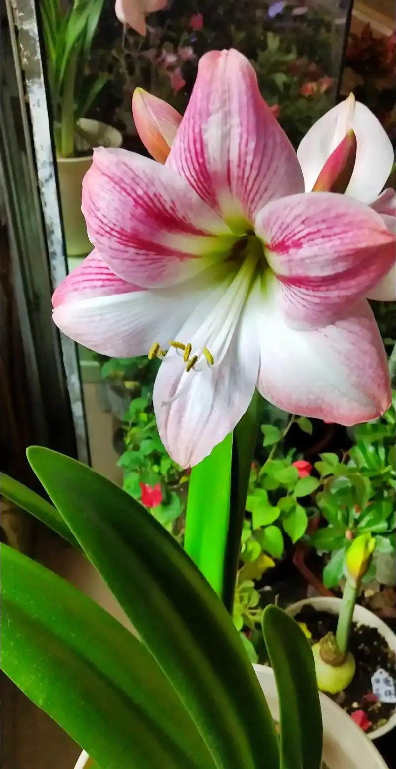 朱顶红 樱花第二只花箭开得太爱了… - 抖音