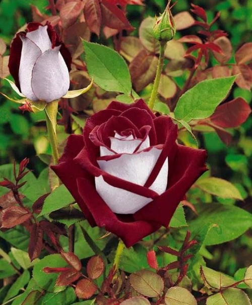 上古八大奇花(上古八大奇花,世界上最美的花)