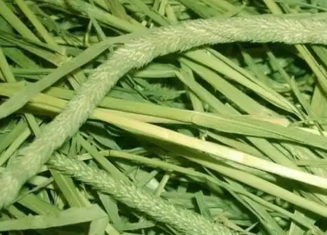 提摩西草又叫什么名称