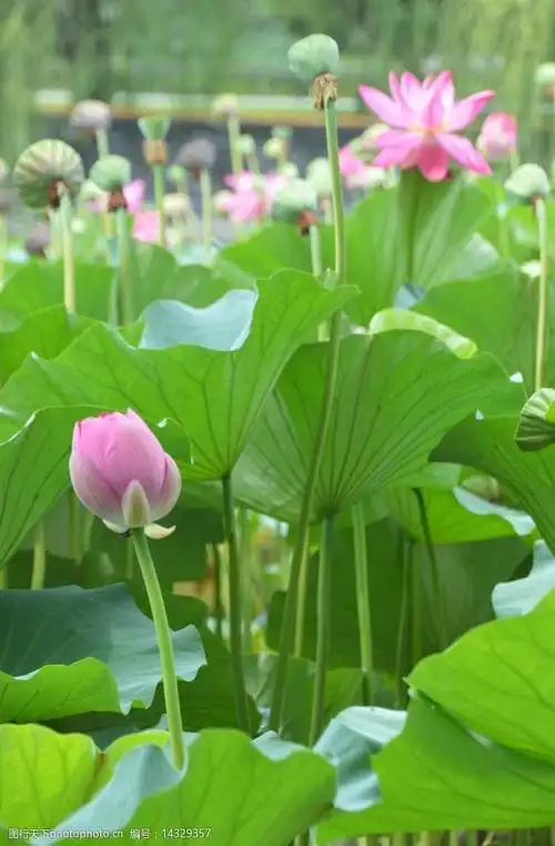 荷花荷叶莲蓬图片
