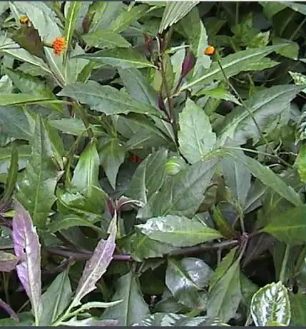 血皮菜的功效与作用是什么