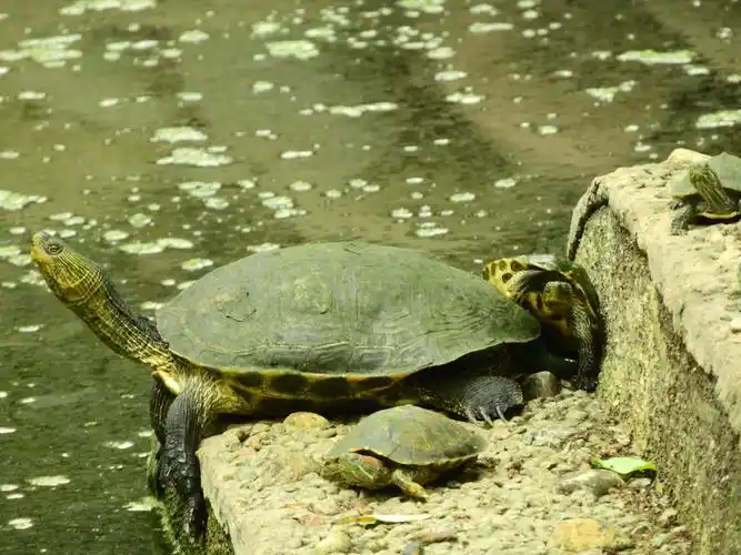 放生池的巴西龟