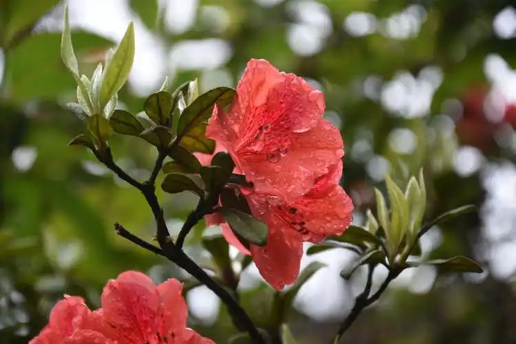 岭上开遍艳山红