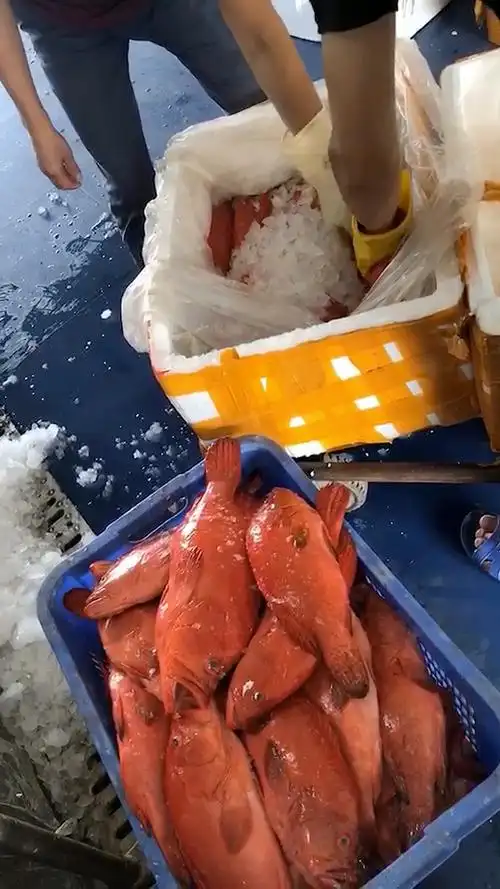 红瓜子斑,瓜子斑,红石斑鱼