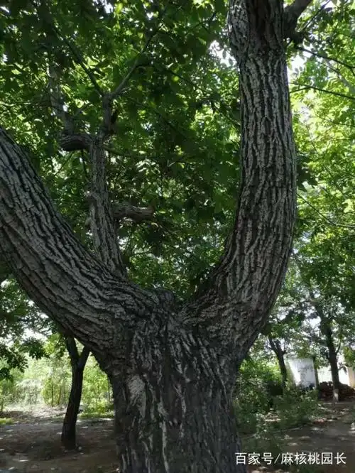 揭秘涞水真正的文玩核桃老树林,最后一张图绝对惊艳!