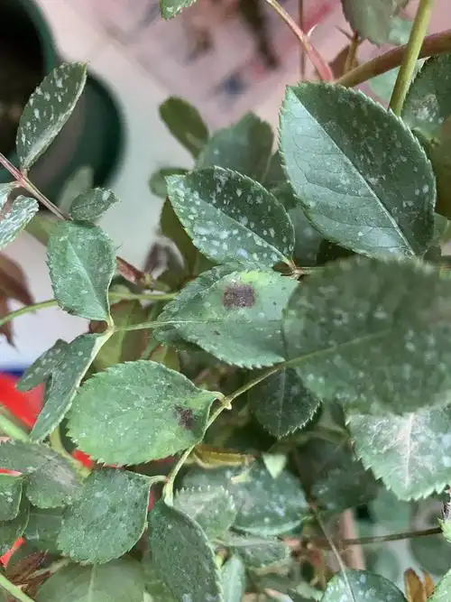 请问花友们月季叶子这是什么情况叶子越来越黄花蕾也枯了这是咋了