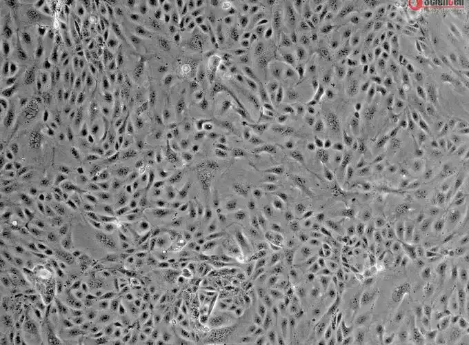 小鼠肾小管上皮细胞