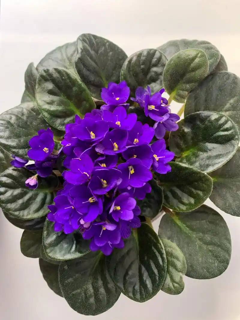 怎样养好室内盆栽紫罗兰?